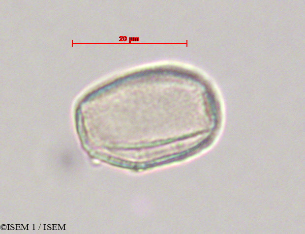 ISEM 1/Dioscorea_composita_28080/Dioscorea_composita_28080_0002(copy).jpg